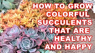 How to grow colorful succulents that are healthy and happy #succulents #gardening