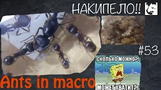 Накипело!!! // муравьи в макро / ants in macro // #53