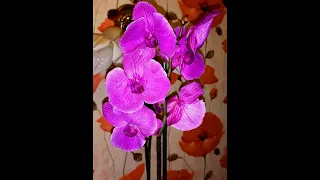 Моя красавица орхидея)) Чем накормить для обильного цветения)) JOY «Удобрение для подкормки орхидей»