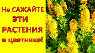 Не сажайте эти растения в цветнике! Они вытеснят все остальные цветы.