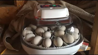 Incubating Eggs From Start to Finish In A Nurture Right 360