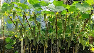 Growing cucumbers at home is simple and requires little care