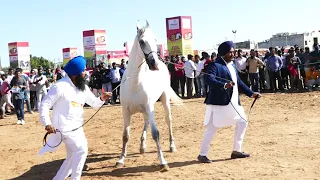 marwari horse Stallion रिंग शो   स्टड ग्लोरी शो पालनपुर2019