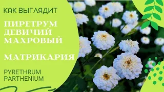 Пиретрум девичий махровый / Матрикария / Рyrethrum parthenium