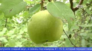 На Урале вывели новый сорт груш