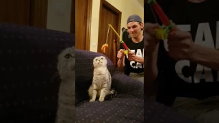 Guy Lures Cat With Shrimp on Toy Fishing Pole