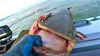 IT DID NOT PULL ME FROM THE BOAT!!! Catfish fishing in summer