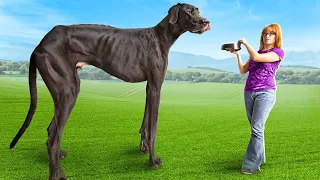 World's Biggest Dog...