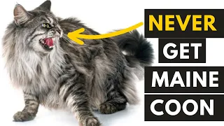 6 Most common Maine Coon Behavior Problems that You should know