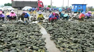 Fresh water pearl harvesting ( in china )