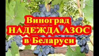 Виноград НАДЕЖДА АЗОС на севере Беларуси -тепличный сорт