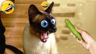 🐈😘 Funniest Cats and Dogs 🐱🐶 Funny Animal Moments #10