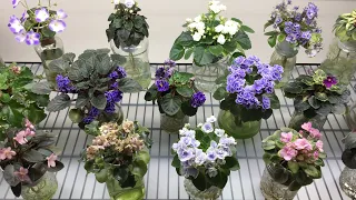 AFRICAN VIOLETS - Blooming in March 2021 - Part II - Miniatures