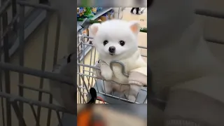 Tik Tok Chó Phốc Sóc Mini😍 cute and funny Pomeranian dog #42 #funny #dog