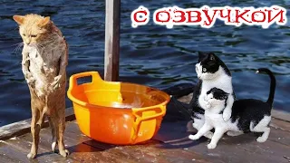 Funny Animal Videos 2023 - Funniest Dogs and Cats Videos #95