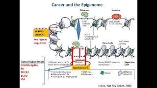 Targeting Cancer Pathways: The Epigenetics Question