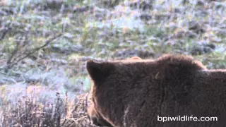 Bears and Wolves fighting for Dinner