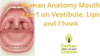 Carbon Classes Human Anatomy Mouth Lec-1 on Oral Cavity (Vestibule, Cheeks and Lips)