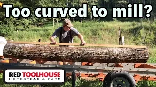 Are curved logs worth milling?