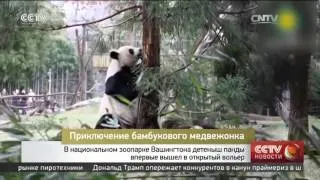 В национальном зоопарке Вашингтона детеныш панды впервые вышел в открытый вольер