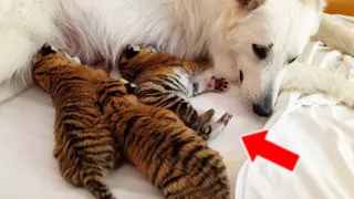 Dog Raises 3 Tiger Cubs, But Years Later They Did the Unexpected to Their Mama Dog!