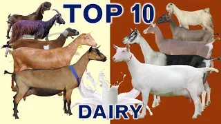 Top 10 Best Goat Breeds in the World for Milk Production with Sales Revenue in US Dollar $ per Goat