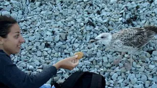 Я чайка - хлеб не ем, СЫР ЕМ! Ручная чайка на пляже в Крыму