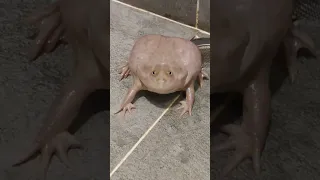 Budget Frog Screaming