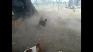 Mother Hen Kills Hawk to protect Her Chicks