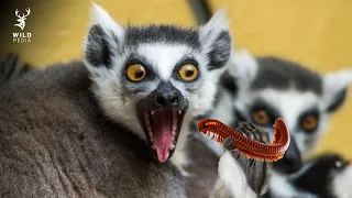 Lemurs Get High Off Of Millipedes? | Facts