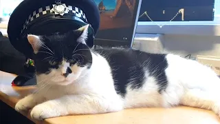 Cat Lives And Works In Police Station (CUTE ANIMALS)
