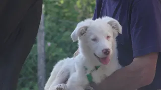 Luciole petite chienne handicapée