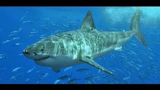 Shark net wall to protect beachgoers in South Africa