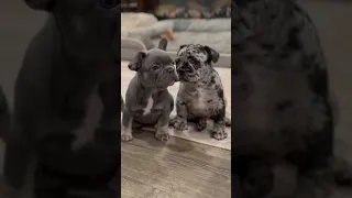 French Bulldog puppies! 7 week old frenchie puppies