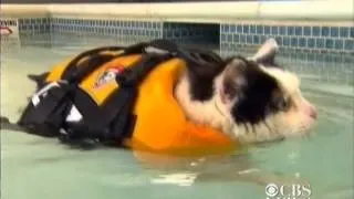 Fat cat swims to lose weight