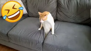 🤣🤣Funny animal moments 😄 Funny cat and dog videos🐱🐶