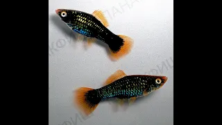 Меченосец чёрный красноплавничный (Xiphophorus helleri)