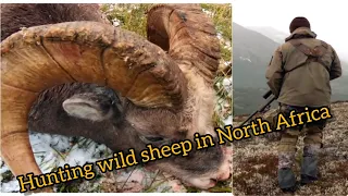 ALTA MONTAÑA CON EDUARD /hunting aoudad 2022/Hunting wild sheep in North Africa