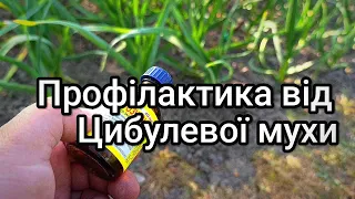 Обробка від Цибулевої мухи часнику та цибулі