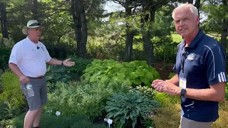 What type of hostas can I plant? Are there new hostas? Are there different variations of hostas?