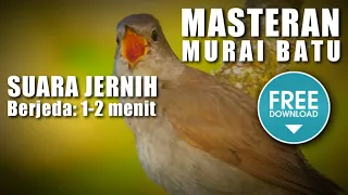 MASTERAN MURAI BATU 🔴 suara rapat dan kasar burung sikatan londo berjeda 1-2 menit