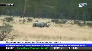 На Земле не осталось черных носорогов