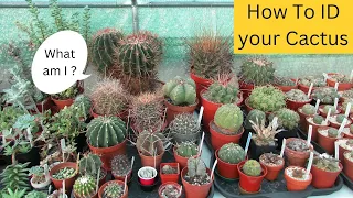 What Cactus do I have ? How To Identify your Cactus #cacti #cactus #cactusplants