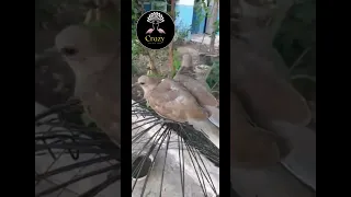 Amazing Baby Dove||Hunting in Pakistan||Crazy Hunting. #crazyhunting #hunting #pakistan #forest