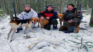 Охота с гончими на зайца. Добыл первый трофей в сезоне с гончими