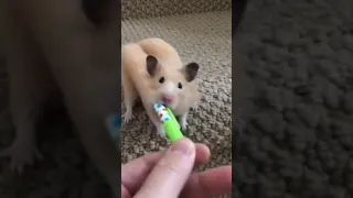 How do Hamsters do this? 🤯