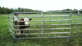 Handling bulls with respect
