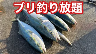 【ブリ釣り放題です】無料で釣り放題の釣り堀見つけました（笑）釣れて釣れて困ります！