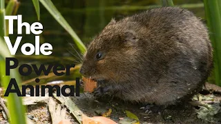 The Vole Power Animal