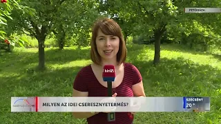 Napindító – Milyen az idei cseresznyetermés? - HÍR TV